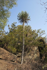 Euphorbia sekukuniensis