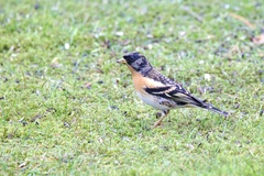 Fringilla montifringilla