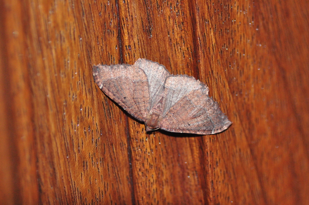 Herbulotina grandis