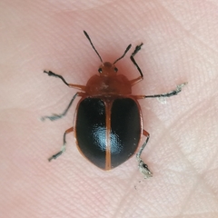 Phricobacis marginatus