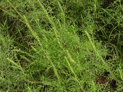 Ambrosia tenuifolia