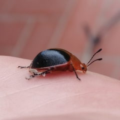 Phricobacis marginatus