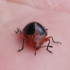 Phricobacis marginatus