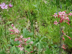 Ipomopsis aggregata attenuata