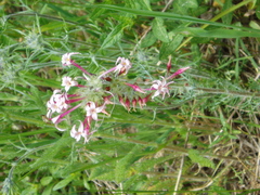 Ipomopsis aggregata attenuata