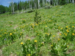 Ipomopsis aggregata attenuata