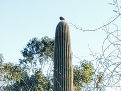 Aves