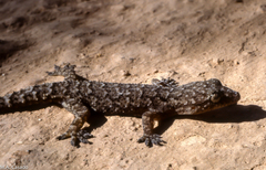 Hemidactylus palaichthus