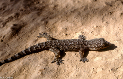 Hemidactylus palaichthus