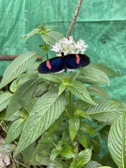 Heliconius erato cyrbia