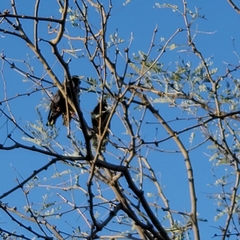 Sturnus vulgaris