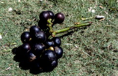 Pourouma cecropiifolia