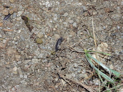 Porcellio ornatus