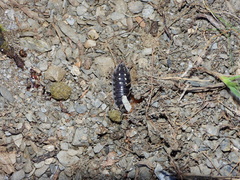 Porcellio ornatus