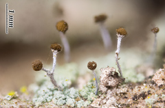 Chaenotheca trichialis