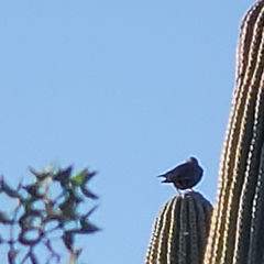 Aves
