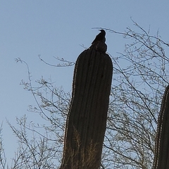 Aves