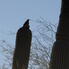 Aves
