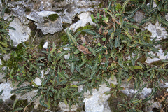 Asplenium ceterach image
