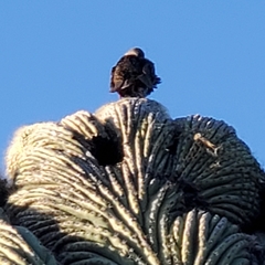 Aves