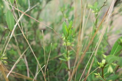Cryptolepis