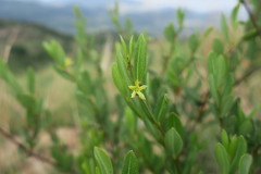 Cryptolepis