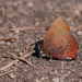 Callophrys augustinus iroides - Photo (c) Mark Wynja, alguns direitos reservados (CC BY-NC), uploaded by Mark Wynja
