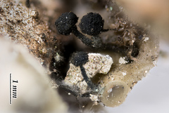 Chaenothecopsis sitchensis