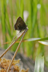 Callophrys mossii