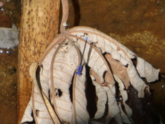 Argia extranea