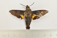 Macroglossum divergens