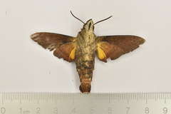 Macroglossum divergens