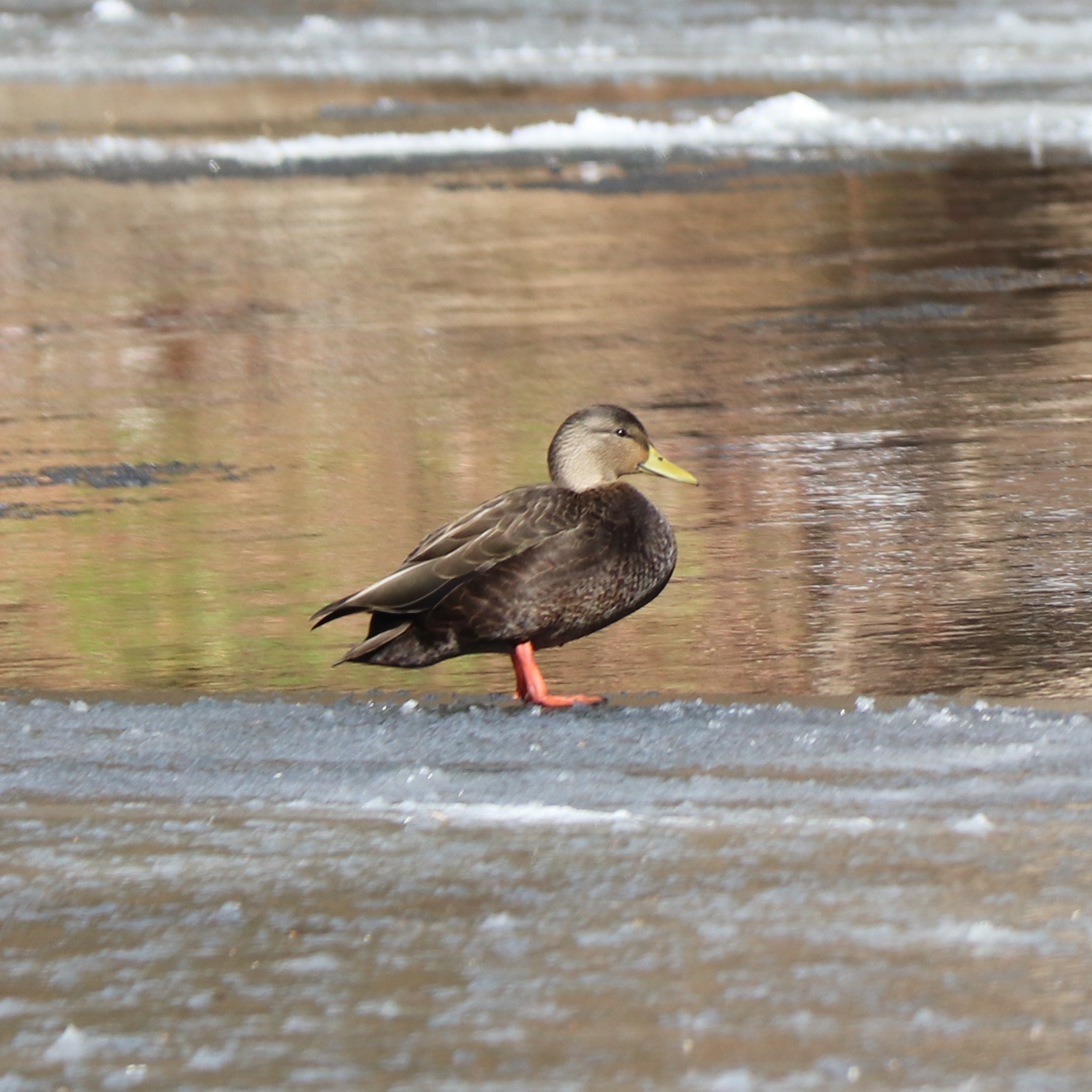 American Black Duck (Anas rubripes)