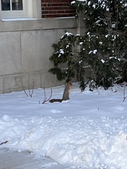 Sciurus niger