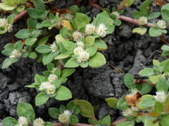 Guilleminea densa