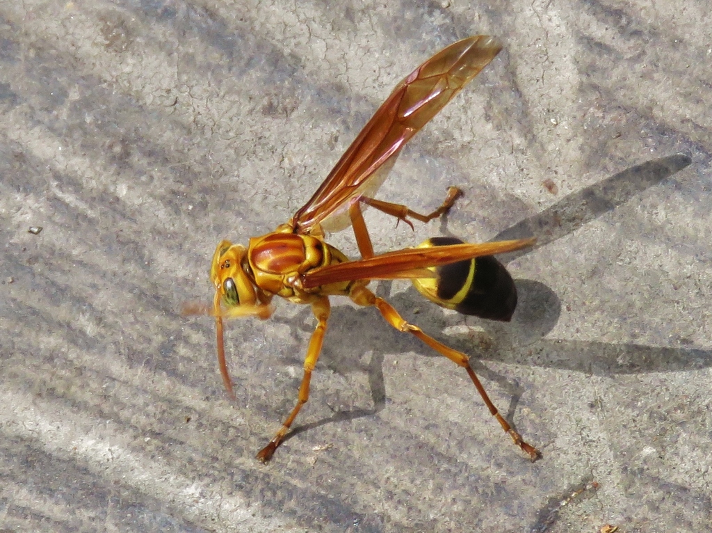 Agelaia constructor