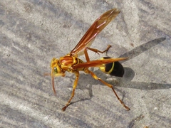 Agelaia constructor