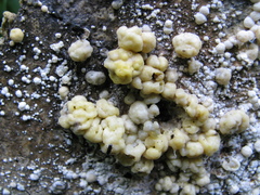 Nodulisporium cecidiogenes