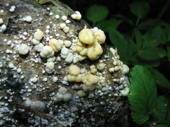 Nodulisporium cecidiogenes
