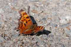 Polygonia oreas