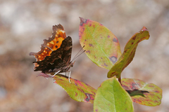 Polygonia oreas