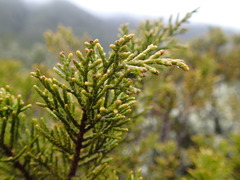 Halocarpus bidwillii