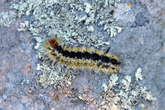 Lophocampa ingens