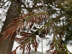 Thuja plicata