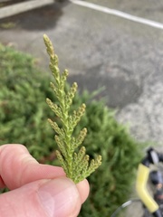 Thuja plicata