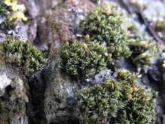 Orthotrichum diaphanum