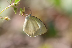 Eurema daira eugenia