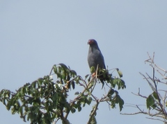 Helicolestes hamatus