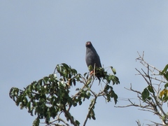 Helicolestes hamatus