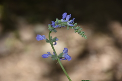 Salvia rypara